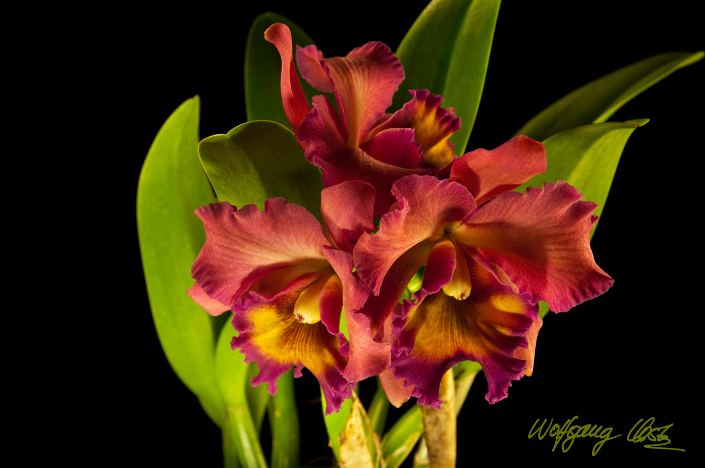 Blc. Owen Holmes Mendenhall - Card