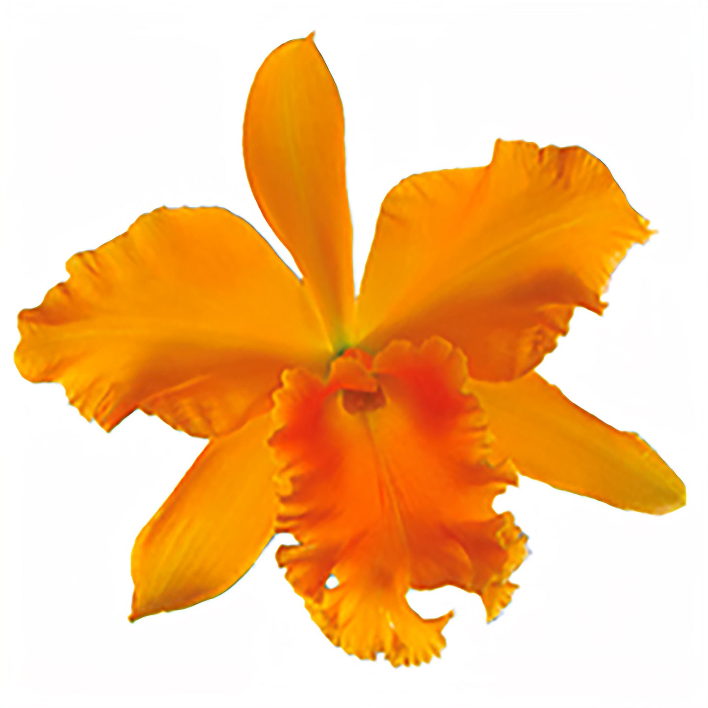 Blc. Carolina Orange D’Or - Card