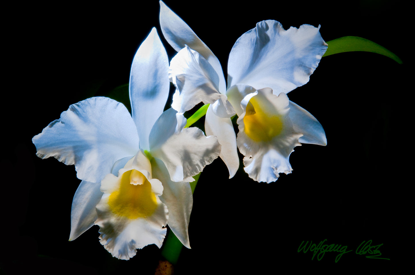 C. Louise Beal - Card