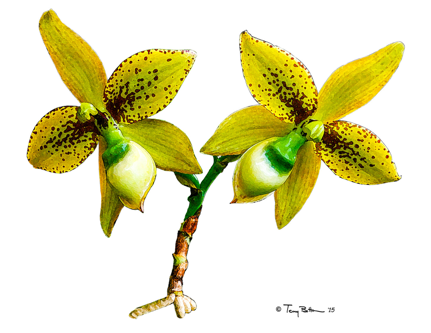 Cycnoches Sevenfold - Card