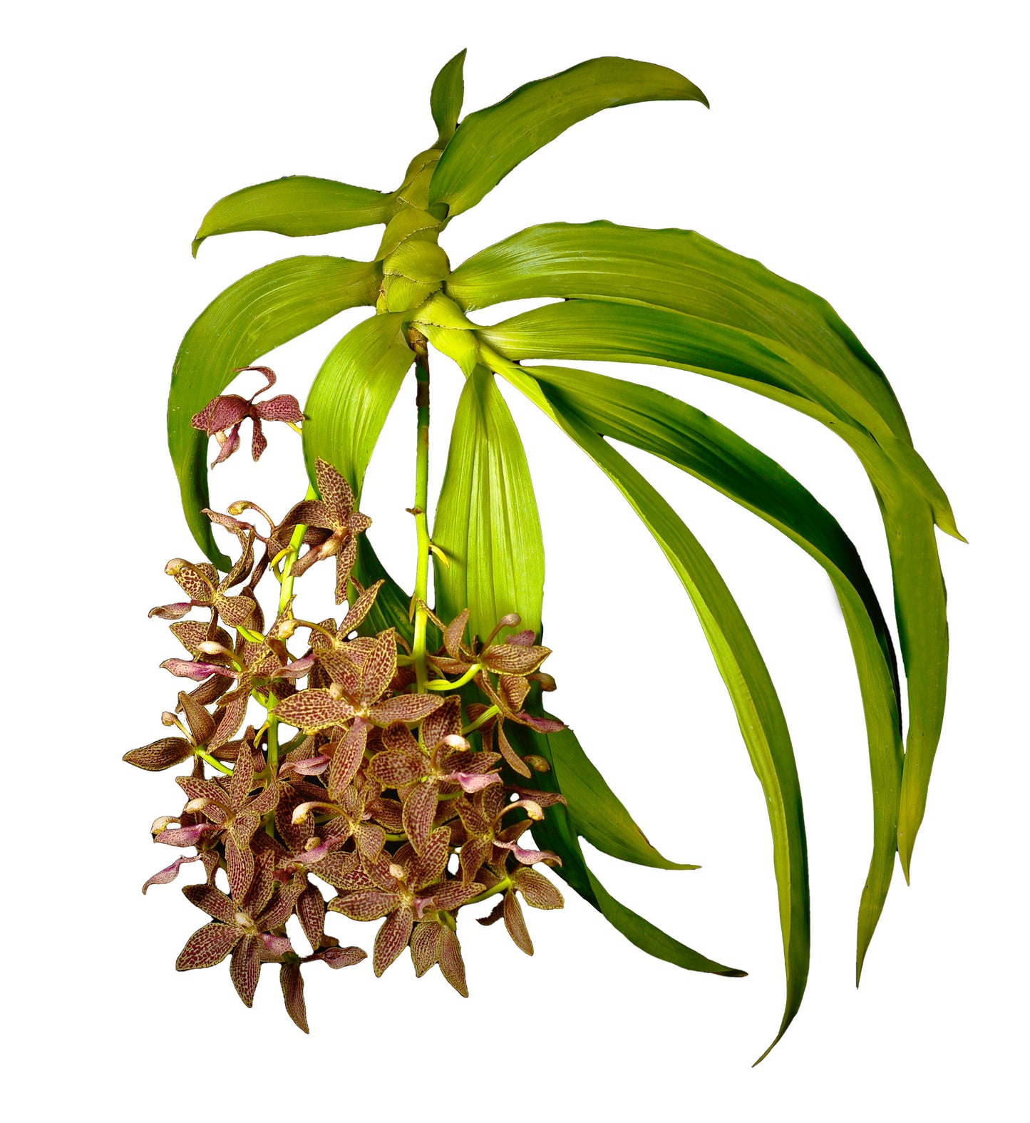 Cycnodes Jumbo Canaan - Card