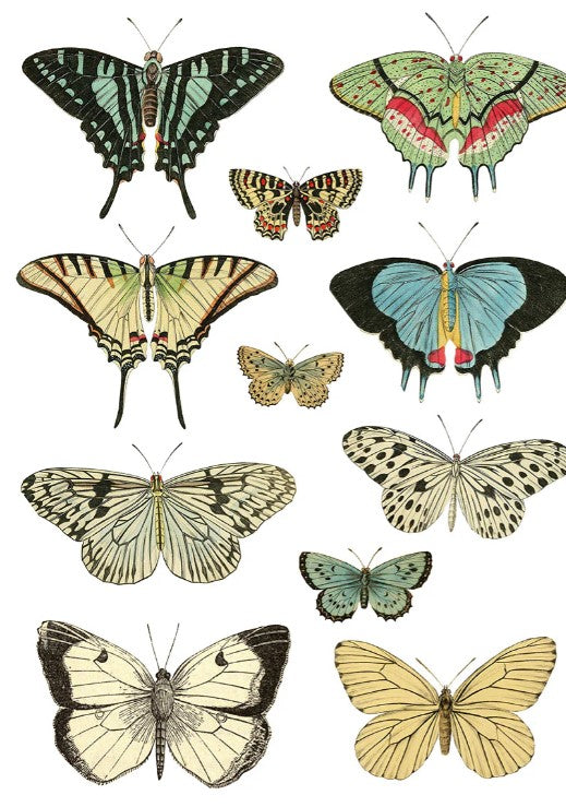 Entomology Etcetera IOD Transfer 12x16 Pad