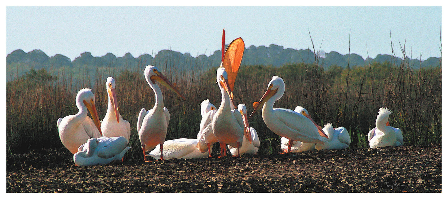 Howling Pelicans
