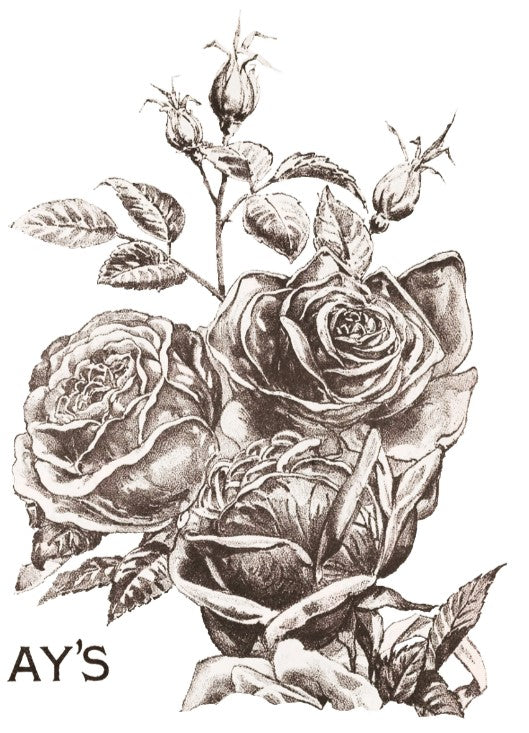 May's Roses IOD Transfer 12x16 Pad