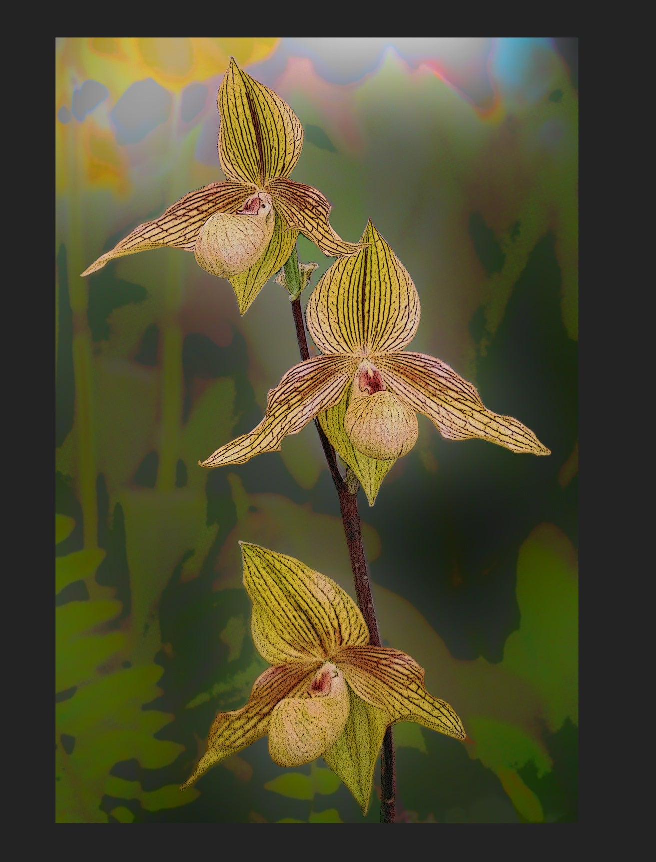 Paph Frank Smith - Card
