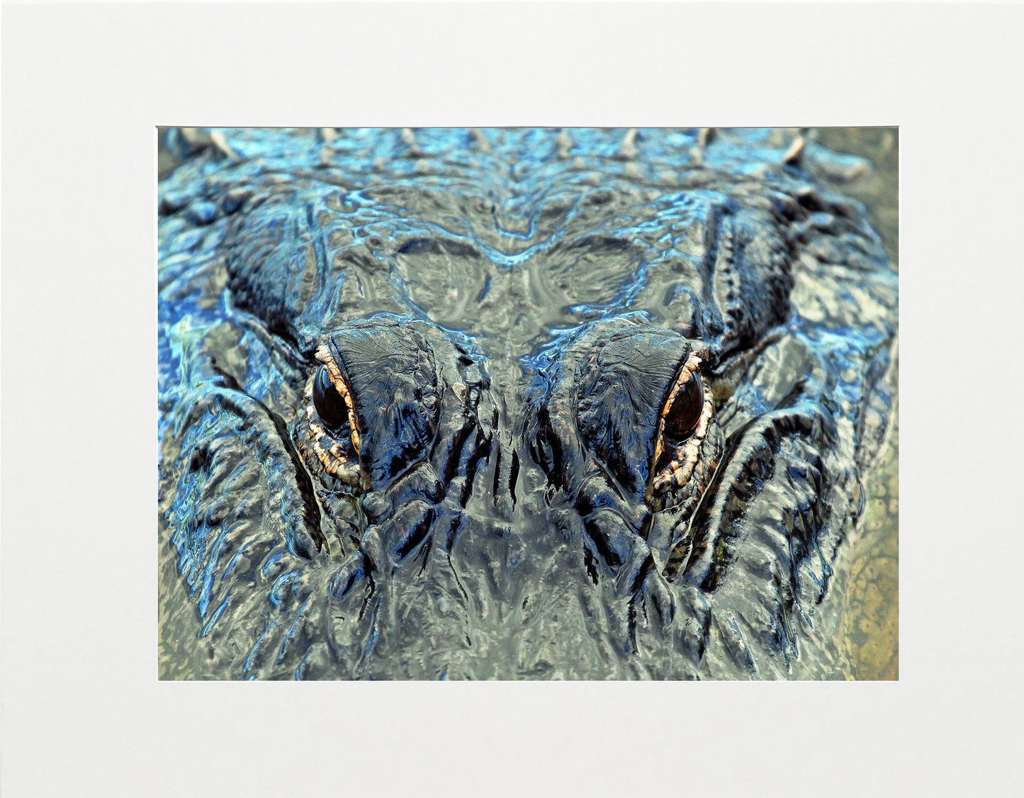 Stealth Mode - Staci Doucett Photography