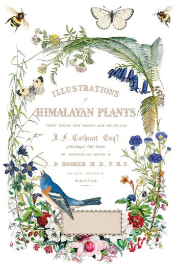 Flora Greca IOD Transfer 8x12 Pad