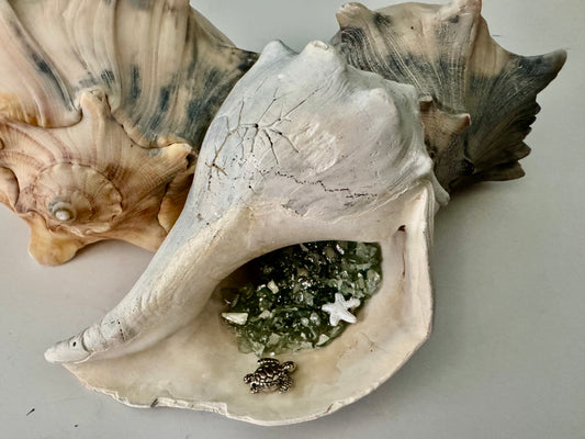 Sea Turtle Whelk Shell Decoration