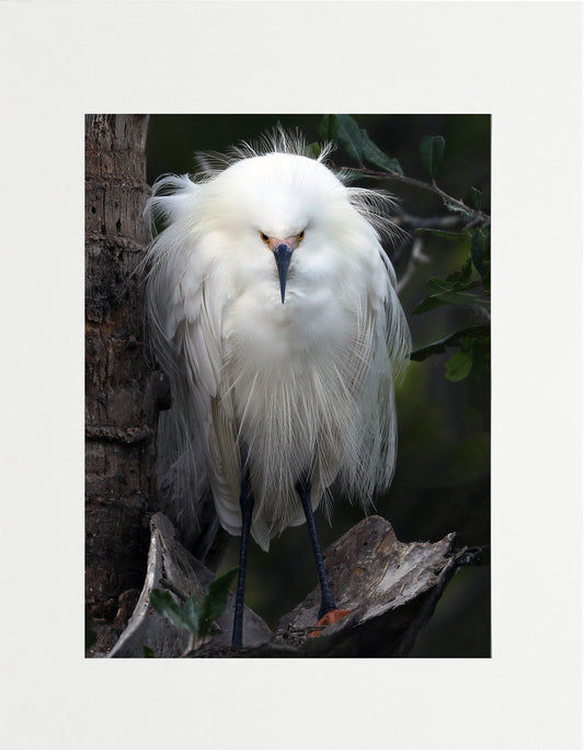 In All His Glory - Staci Doucett Photography