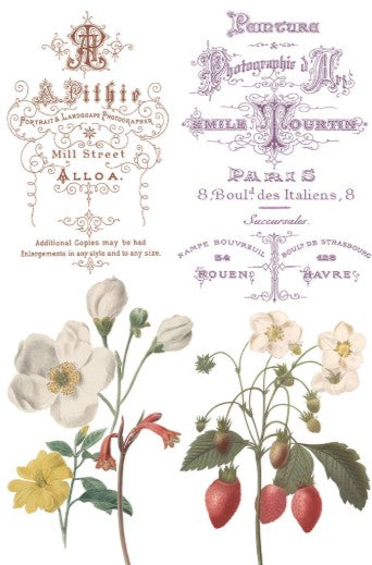 Saint Ouen IOD Transfer 8x12 Pad