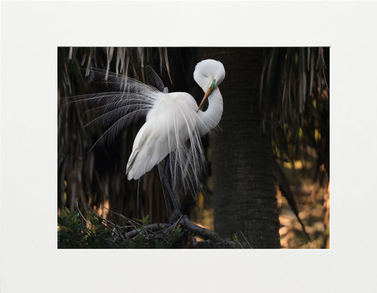 White Beauty - Staci Doucett Photography